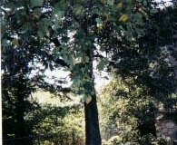 grove-where-leo-was-hanged